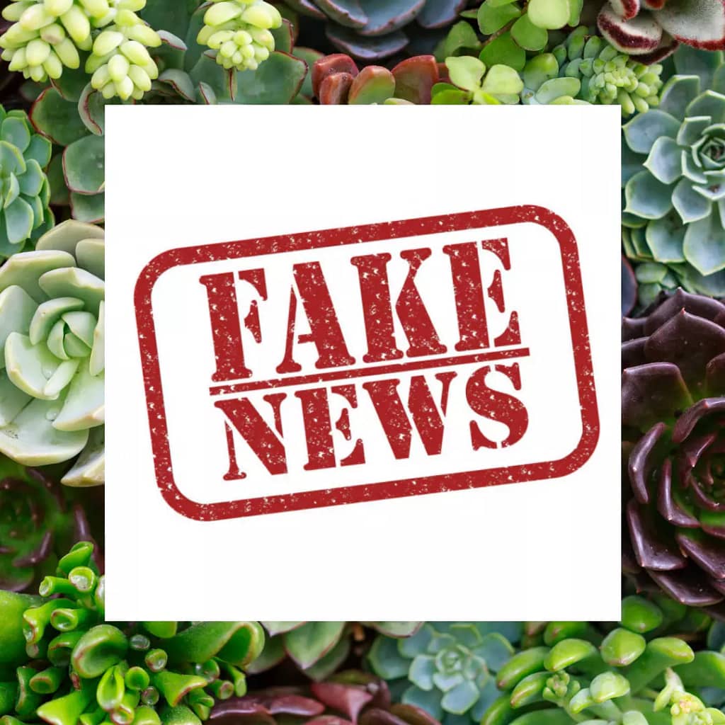 Como as plantas podem enganar suas vizinhas para garantir a sobrevivência?