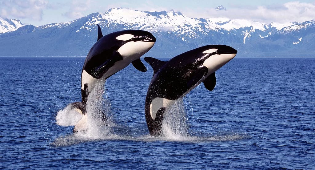 Orcas caçando em grupo.