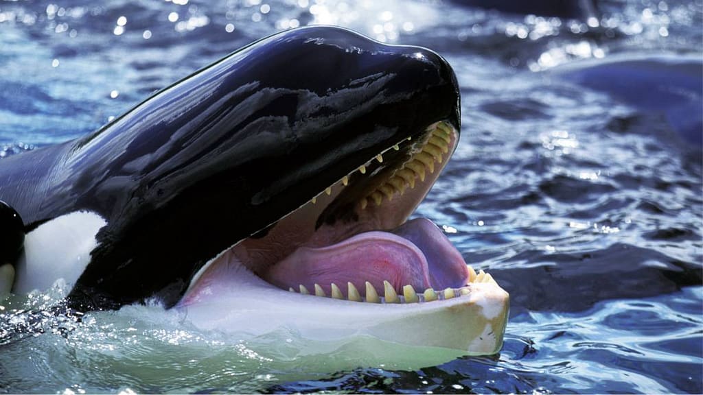 Orcas, as incríveis “baleias assassinas” e seus mistérios