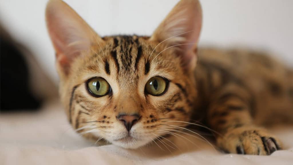 Por que os gatos têm manchas e listras? Uma viagem fascinante pela genética felina