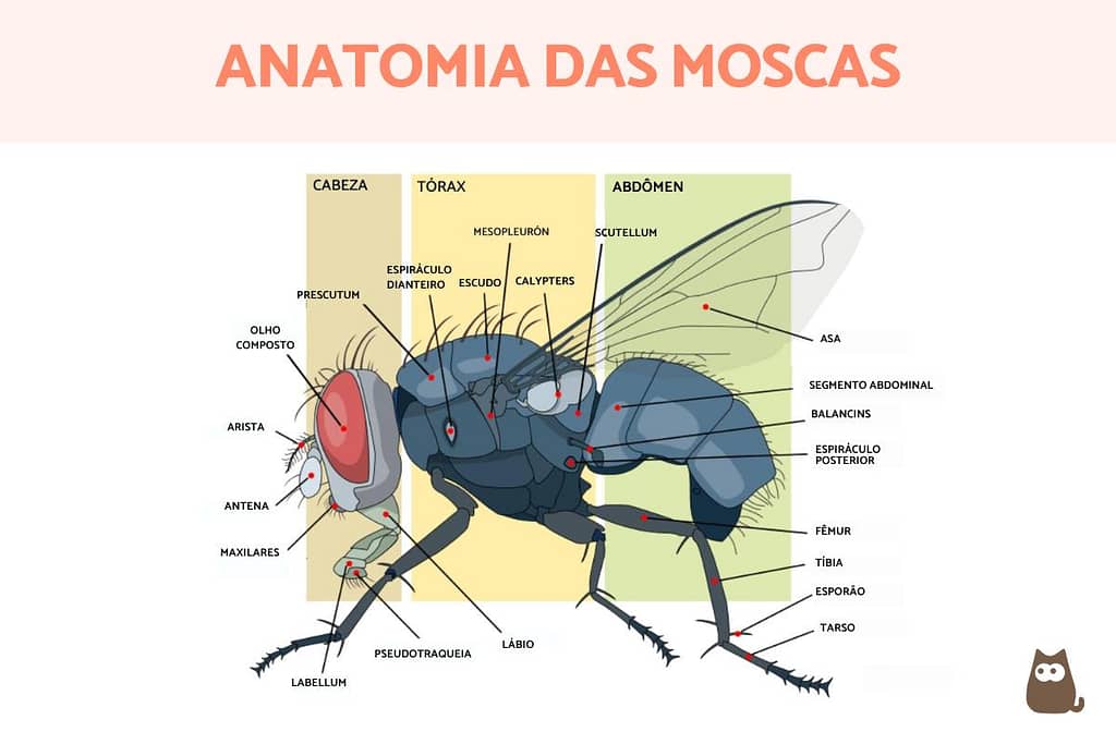 Estrutura de uma mosca