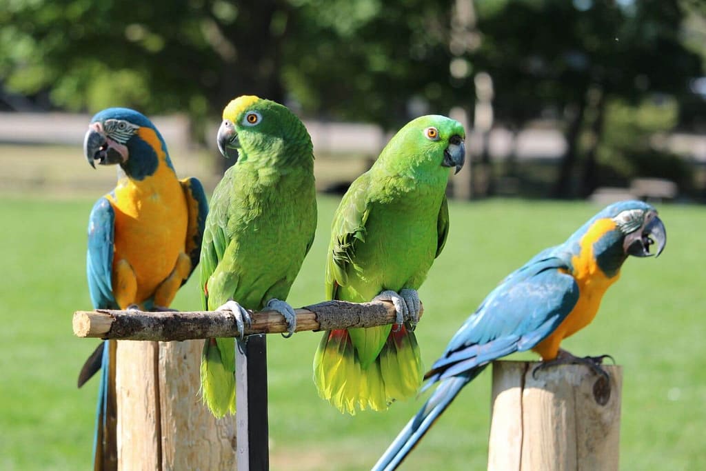 🦜 Papagaios: Mestres da Imitação ou Comunicadores de Verdade?