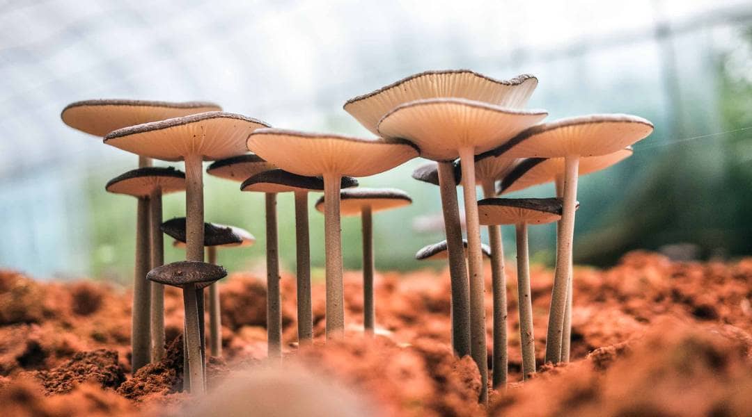 🌿 Uma dose de psilocibina que pode aliviar a depressão por anos