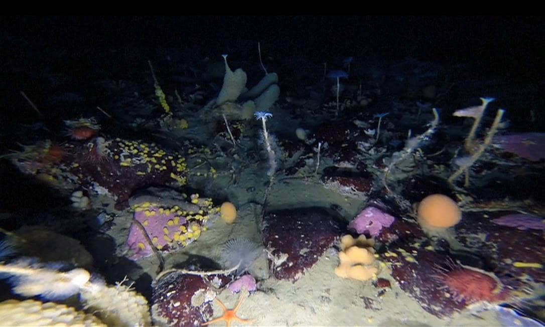 Mistérios do Fundo Antártico: Criaturas Inusitadas Reveladas por Cientistas