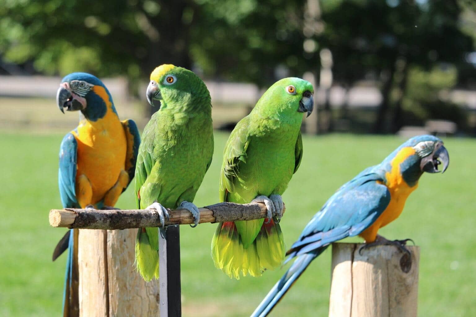 🦜 Papagaios: Mestres da Imitação ou Comunicadores de Verdade?