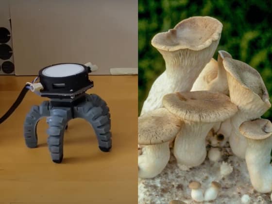 Cientistas deram um corpo robótico para um cogumelo e o deixaram solto por aí