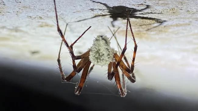 A descoberta de um parasita que transforma aranhas em “zumbis”