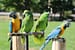 🦜 Papagaios: Mestres da Imitação ou Comunicadores de Verdade?