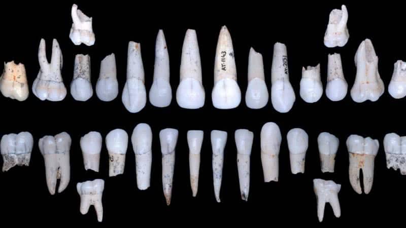 🦈🦷 De Escamas a Sorrisos: A Incrível Jornada dos Nossos Dentes