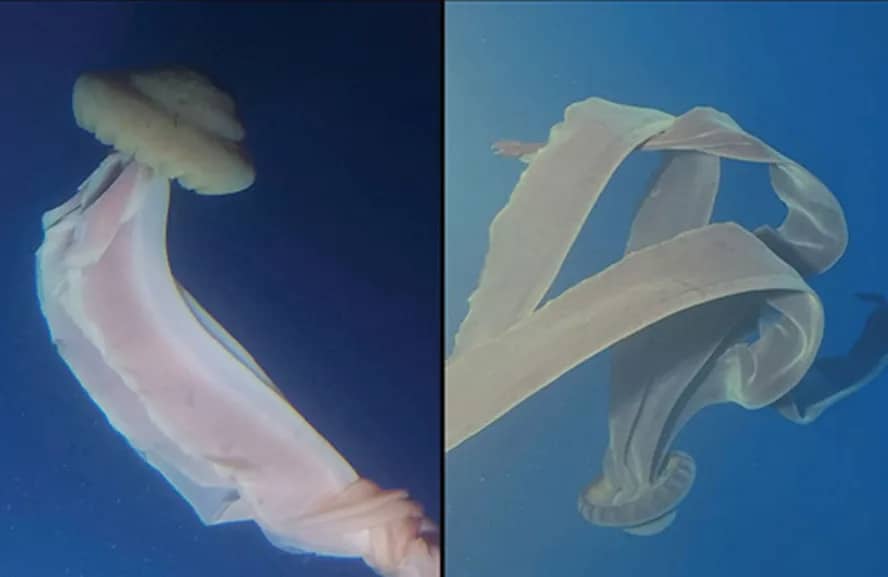 A misteriosa água-viva fantasma gigante do oceano