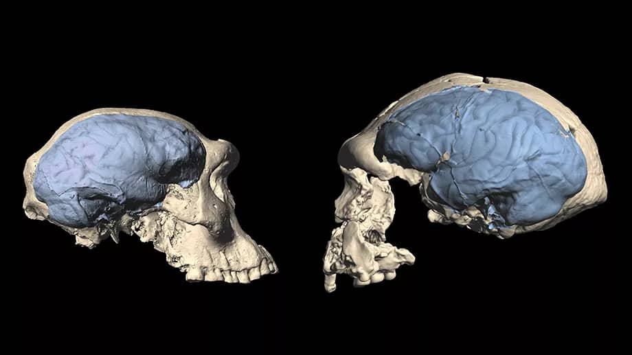 Como 300.000 anos de evolução humana mudaram o nosso cérebro para sempre